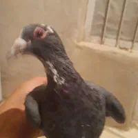 کبوتر خوب و سرحال