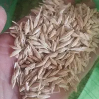 جو آبی چاق