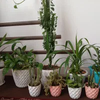گل های زیبا و متنوع