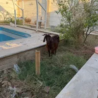 تعدادی بره و کهری|حیوانات مزرعه|بندرعباس, |دیوار