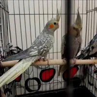 جوجه طوطی عروسی هلندی|پرنده|تهران, تاکسیرانی|دیوار