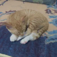 گربه نژاد پرشین. DSH پنج ماهه نر|گربه|محمودآباد, |دیوار