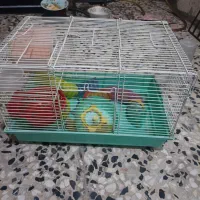یک عدد قفس پرنده|لوازم جانبی حیوانات|کرمانشاه, |دیوار