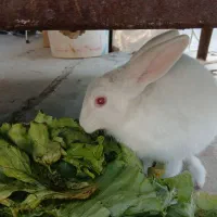 خرگوش سفید چشم تیله ای|موش و خرگوش|شاهین‌شهر, برخوار غرب|دیوار