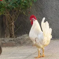 حیوانات