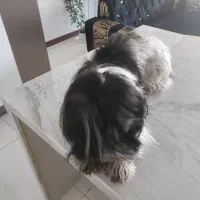 سگ یک ساله باهوش شیتزو|سگ|فردیس, قریشی|دیوار