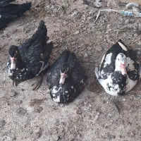 اردک روسی ماده