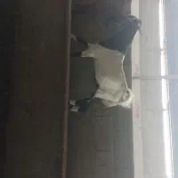 حیوانات مزرعه بز غاله
