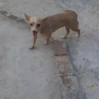 سگ پا کوتاهه نژاد شیواوا فروش فوری