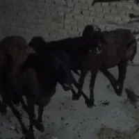 میش افشار