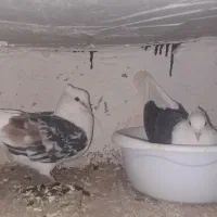 کبوتر دوکت