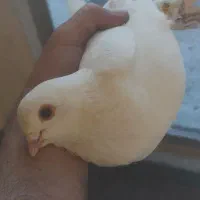 کفتر لوطی چشم قرمز نر گربه پا