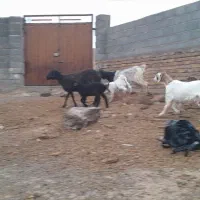 شاهبزمیشبرهبزبزغاله|حیوانات مزرعه|رضویه, |دیوار