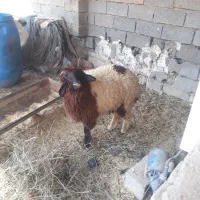 اهواز حمیدیه