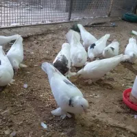 فروش انواع کبوتر