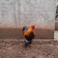 خروس  نژادبرهما یک ساله سالم و سرحال