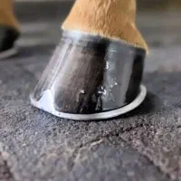 نعل بندی اسب