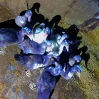 اردک اسراییلی|حیوانات مزرعه|شاندرمن, |دیوار