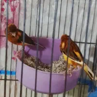 جفت ابلق لاکی سرخ با سه تا جوجه