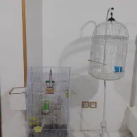 قفس پرنده|پرنده|شیروان (خراسان), |دیوار