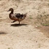 اردک