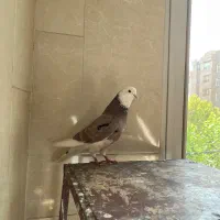 کبوتر هماسرور