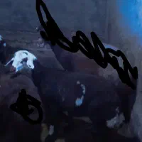 بره ماده جنس دار بروجردی به شرط