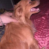 اشپیتز روباهی نر|سگ|امیدیه, |دیوار