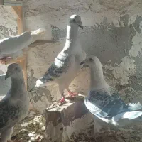 جفت شامی مگس