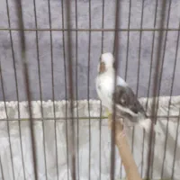 یک عددقناری