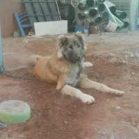 فروش یک قلاده سگ سرابی نر جوان ذات قدیم