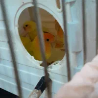 طوطی برزیلی اوپال اورجینال