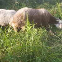 گوسفند میش آبستن داشتی جنس دار تاب افشار