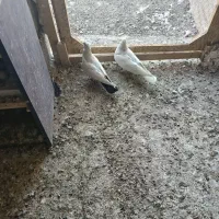 3تا غریب گیری|پرنده|شهریار, شهرک وائین|دیوار