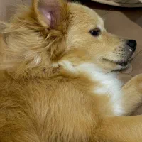 پامر اشپیتز روباهی