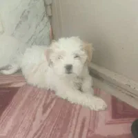 فروش پاپی|سگ|نجف‌آباد, شریعتی غربی|دیوار