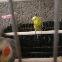 مرغ عشق انگلیسی