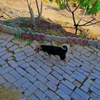 ...|سگ|تهران, استقلال|دیوار