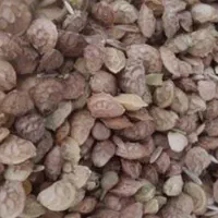 تخم اسپرس یا گرنگال|عمدهفروشی|بروجرد, |دیوار