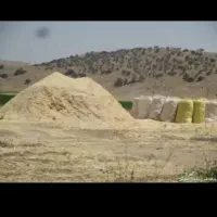 کاه ارزان درجه 1