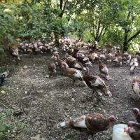 فروش تخم بوقلمون و جوجه بوقلمون بوربون|حیوانات مزرعه|تهران, امیریه|دیوار