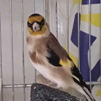 سهره حلب چهار گل.جفتی|پرنده|فردیس, نگارستان|دیوار