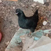 مرغ وخروس گلین وبرهما|حیوانات مزرعه|باغ بهادران, |دیوار