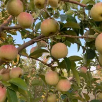 باغشهر کودیان آب پرده|فروش زمین و ملک کلنگی|شیراز, کودیان|دیوار