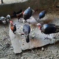 بوقلمون|پرنده|دلوار, |دیوار