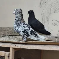 نرماده دمپاک