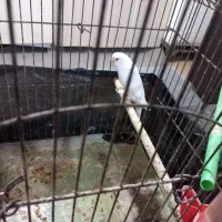 مرغ عشق ماده|پرنده|کارون, |دیوار