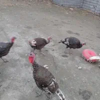 بوقلمون برنز سینه پهن انگلیس فروشی|پرنده|قائم‌شهر, |دیوار