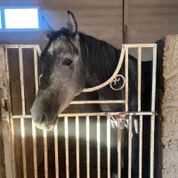 فروش ۲راس مادیون و نریون اصیل