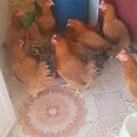 خروس و مرغ محلی ،مرغ عشق، عروس هلندی|حیوانات مزرعه|شیراز, بید زرد|دیوار